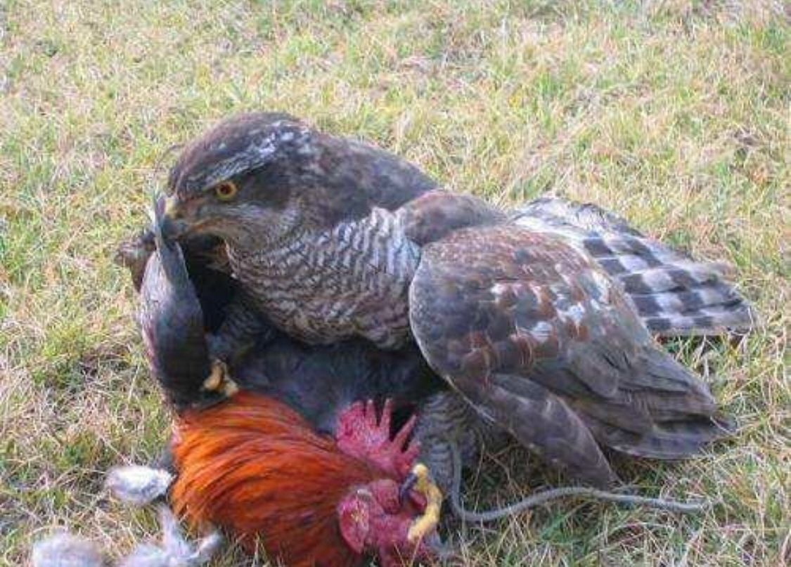 重生高考前（大神老鹰吃小鸡需补税488万）