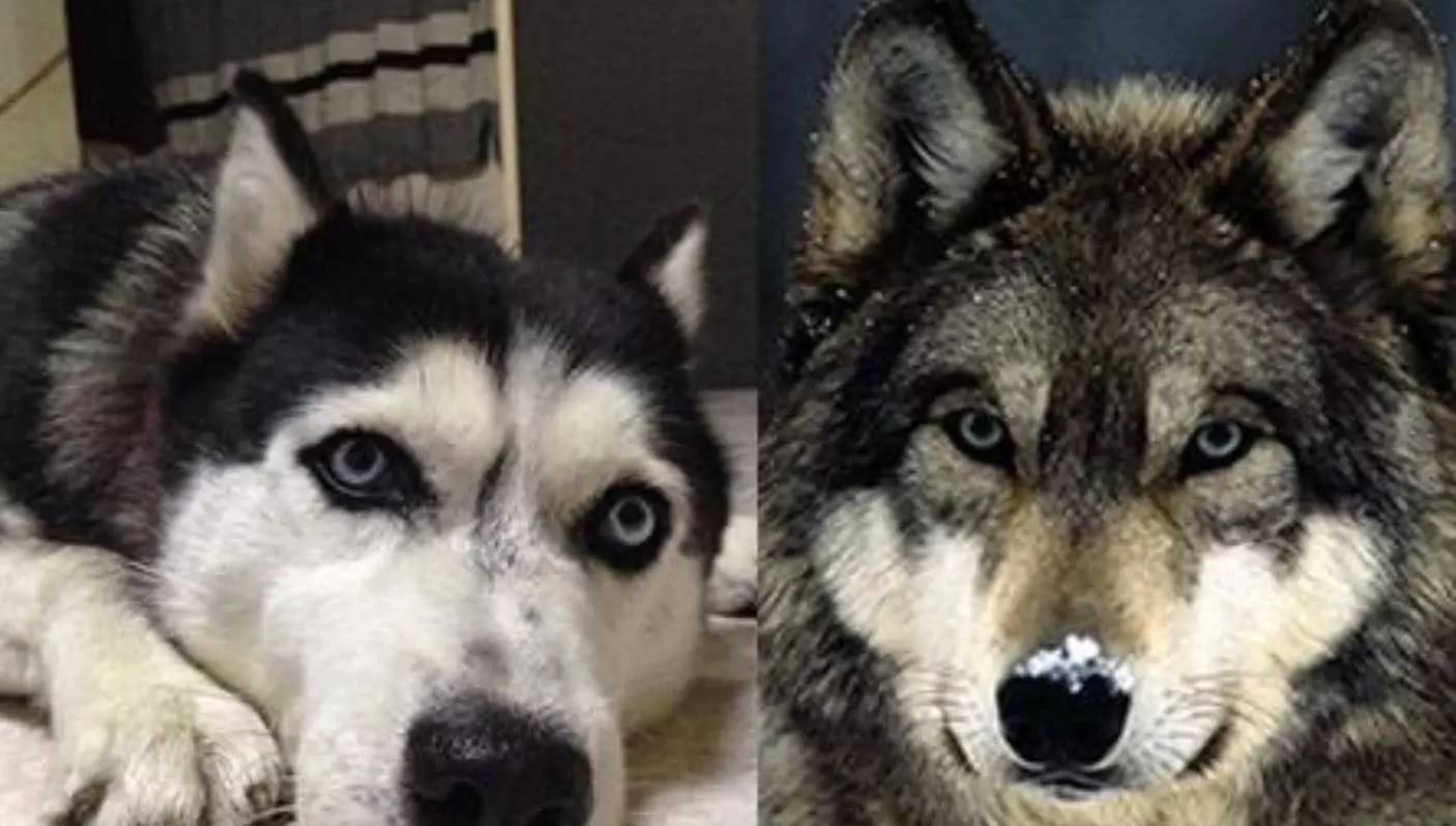 狼和哈士奇(哈士奇与狼各方面都极为类似,但三点原因却导致其沦为二哈