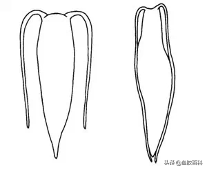 「鱼胶」水中燕窝，远比黄金珍贵