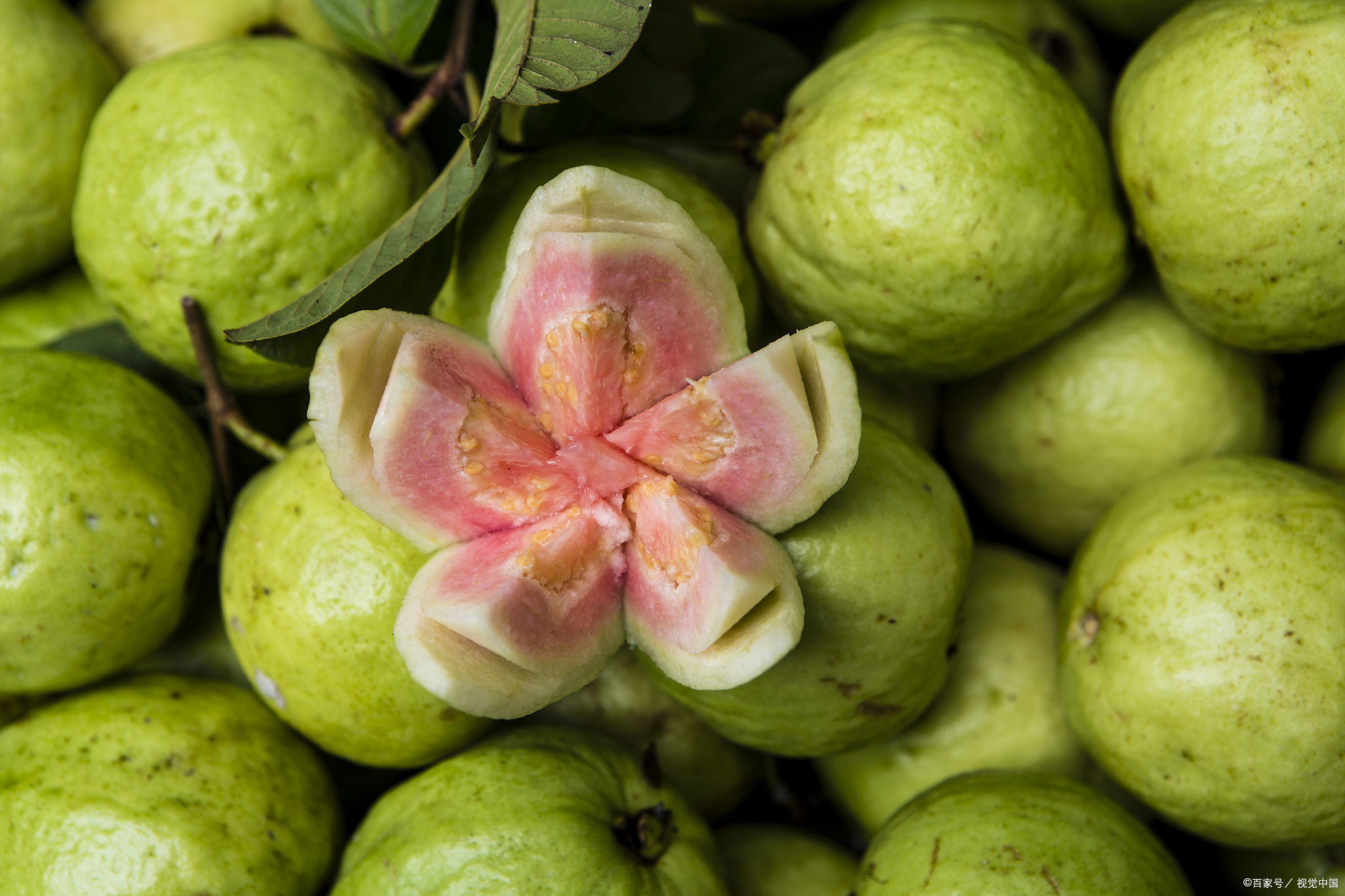 番石榴还广泛应用于食品加工业,主要目的就是为了增加食品维生素c的
