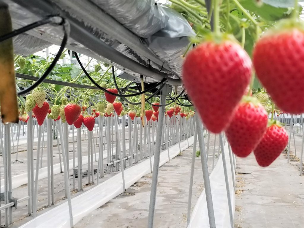 世界上最贵的水果有多贵？盘点14种贵得离谱的水果