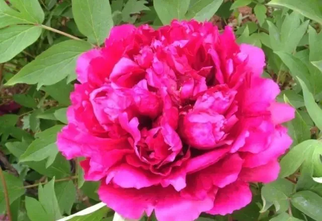 100种名贵牡丹鉴赏 绘画好素材（报花名）