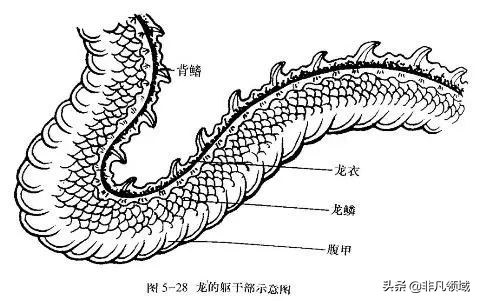 中国彩墨龙的画法步骤 工笔龙的简笔画教程