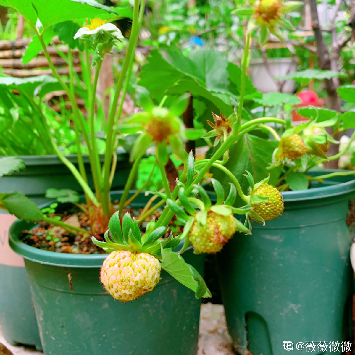 如何种草莓正确的方法，草莓种植方法全过程