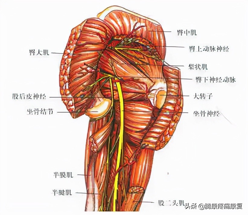 大腿肌肉疼大腿肌肉疼痛用什麼藥效果好