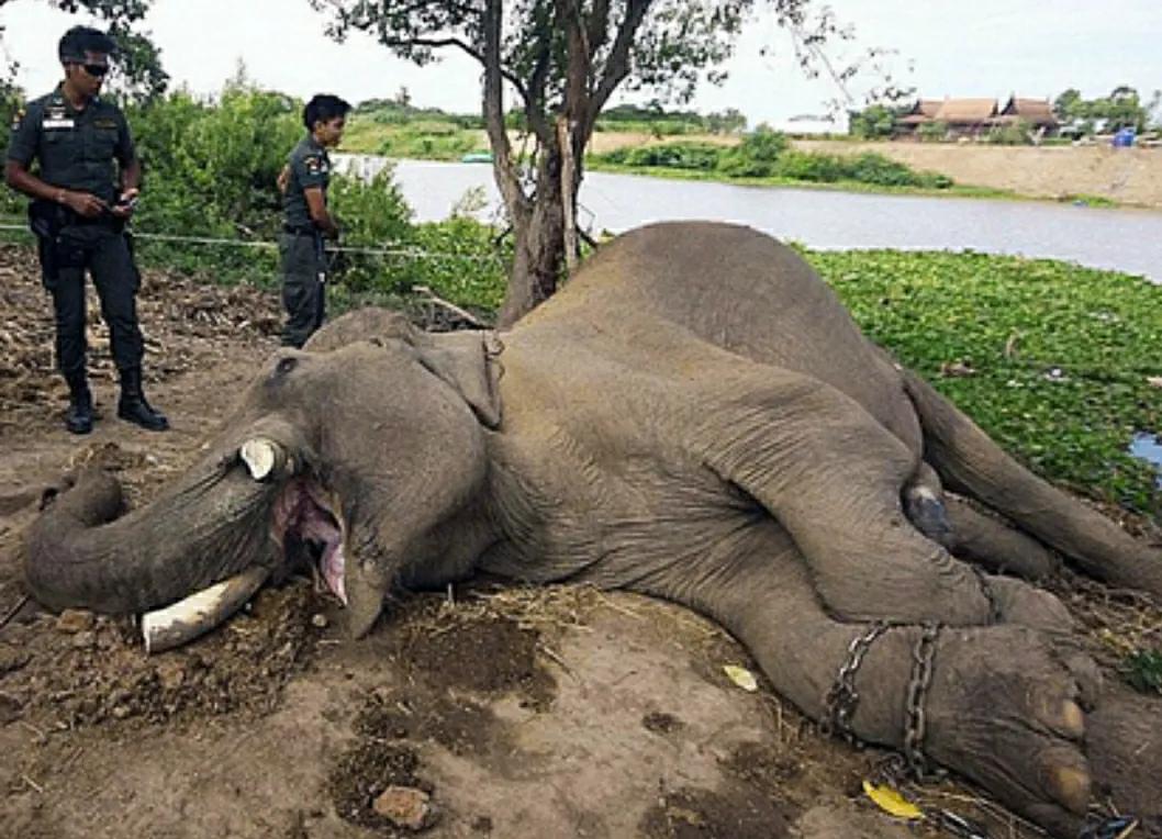 象牙价值诱人,为何偷猎者不从老死大象获取,非要猎杀年轻大象?