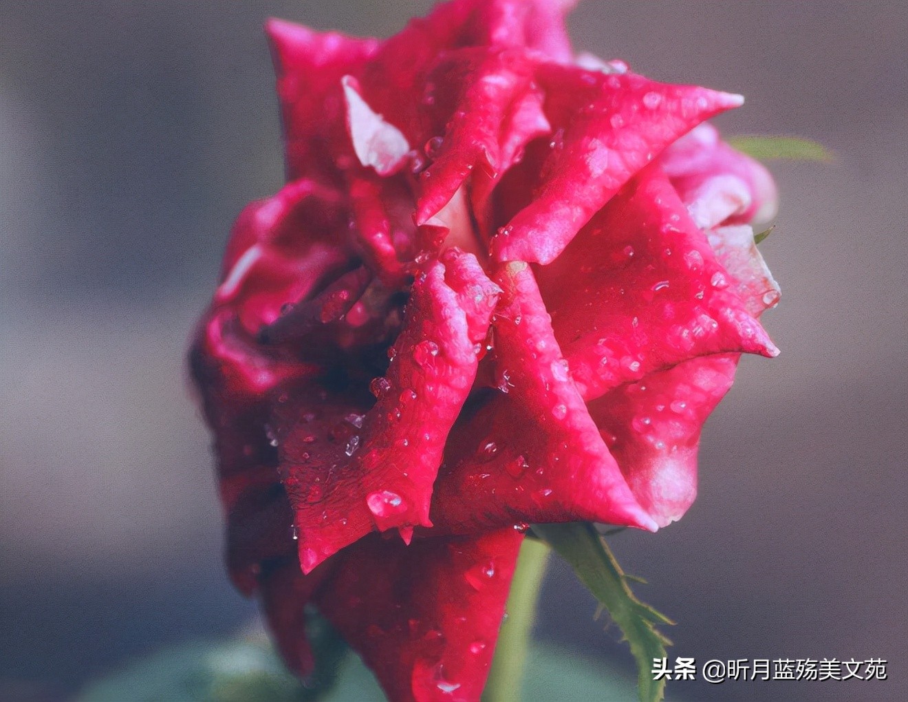 爱你入了心，一生珍惜你