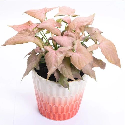 白蝴蝶植物绿植怎么养（绿植白蝴蝶的简单养法）