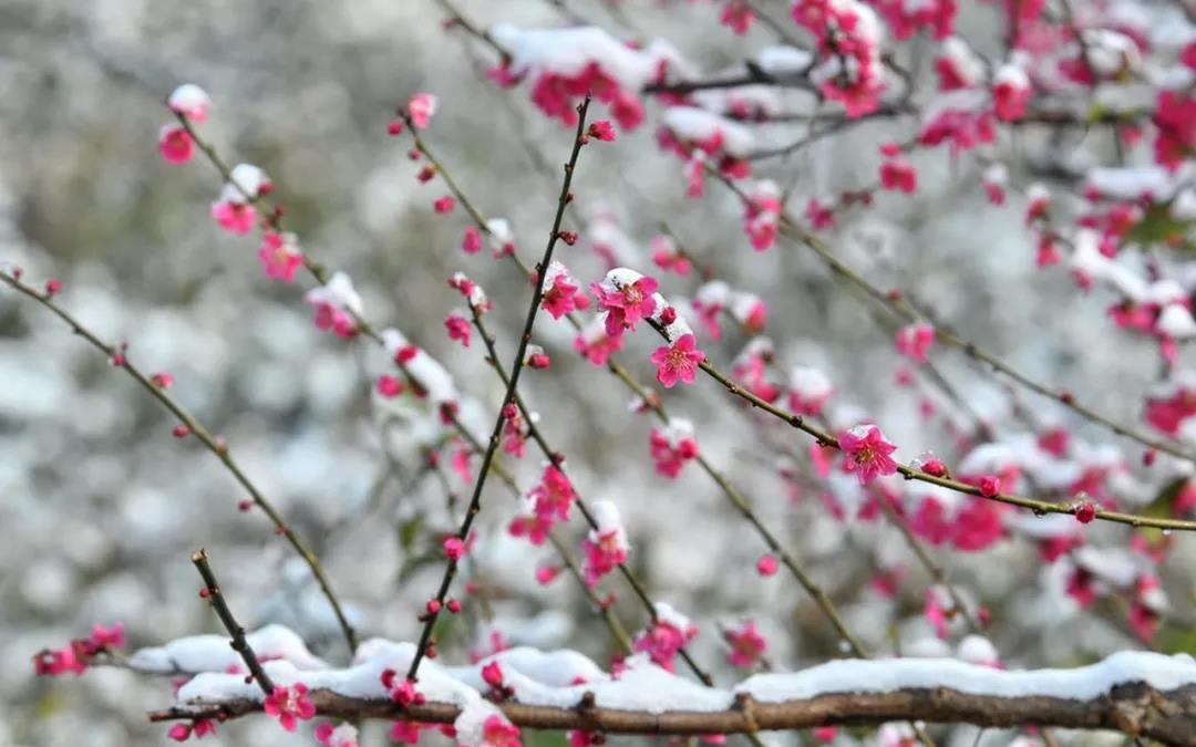 赏读：梅与雪之间，细裁一帘春天