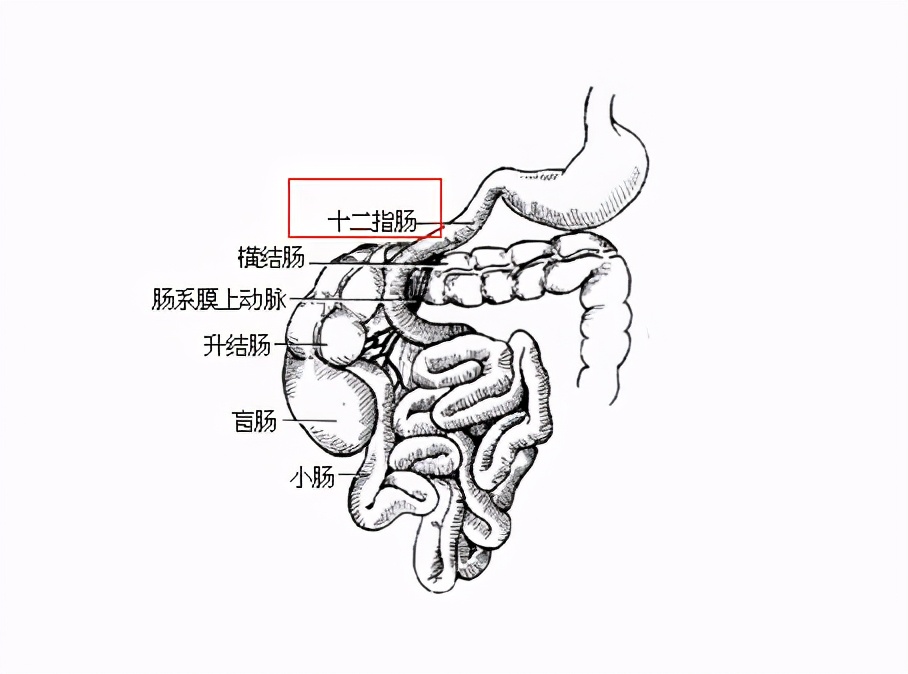 胃壁结构图手绘图片