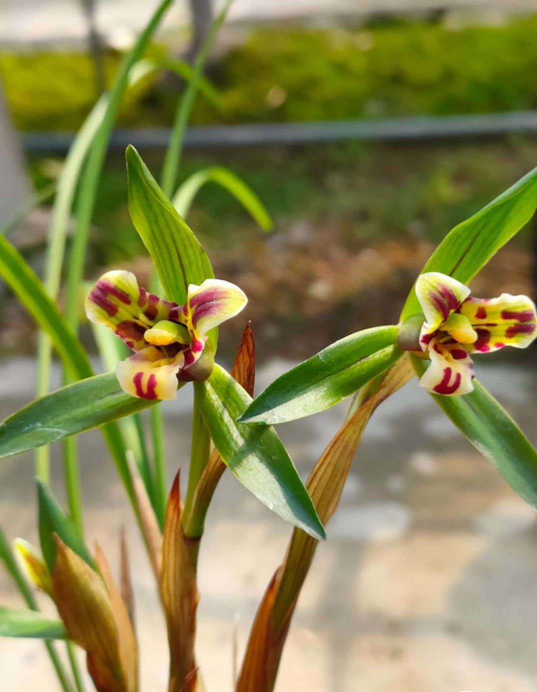 送兰花代表什么意思（兰花的花语和象征意义）