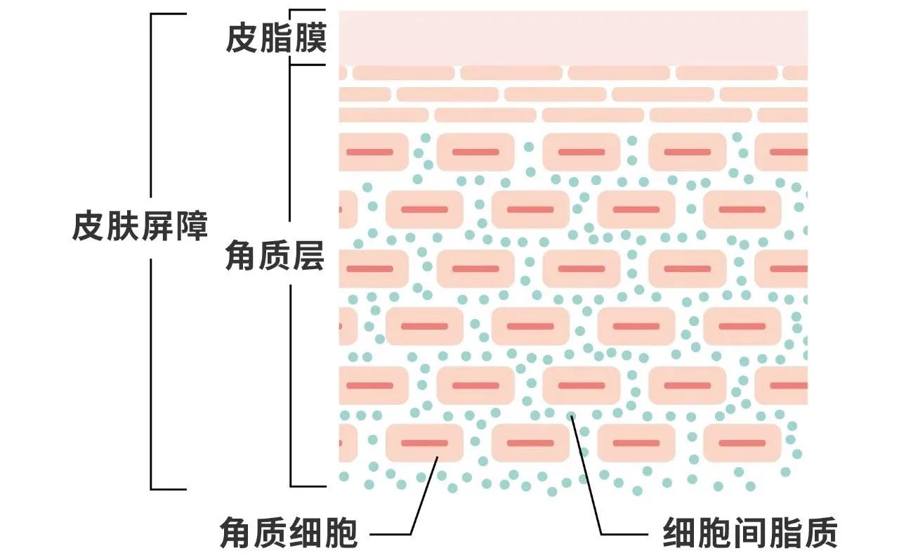 美白淡斑精华液怎么用效果最佳 使用方法和顺序介绍