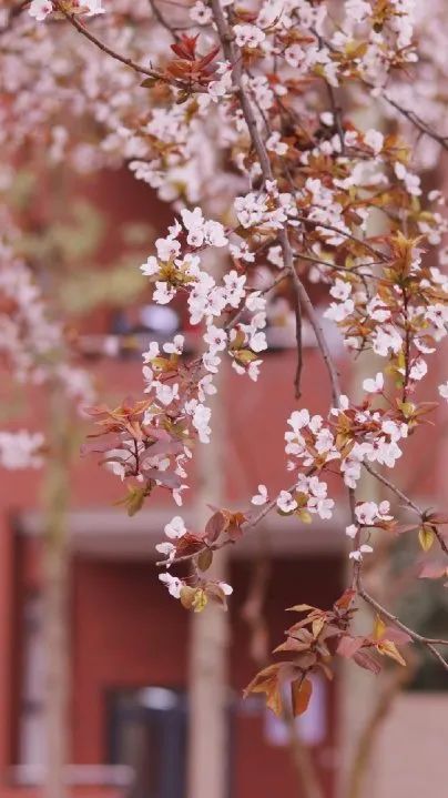 成都，大学校花来了！
