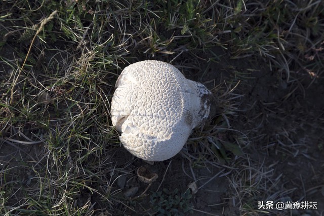 牛屎菇是什么(快速认识民间美味"牛屎菌")