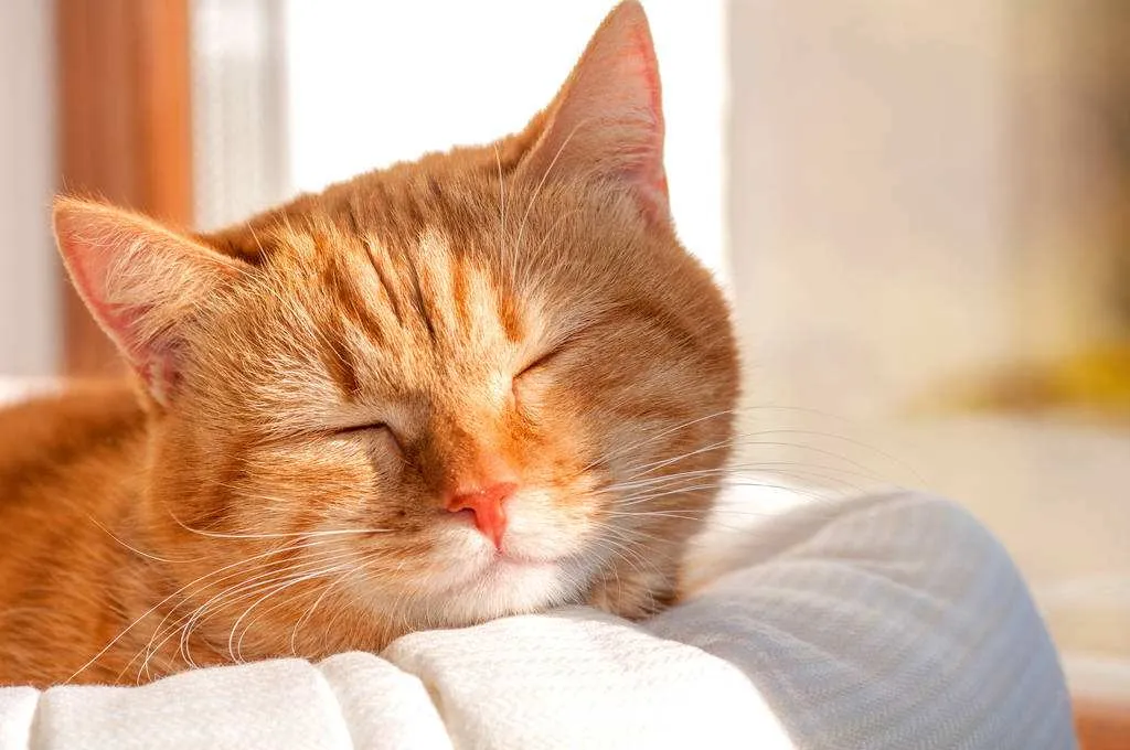 猫咪突然拉肚子了，该怎么办？