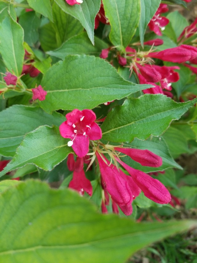 錦帶花什麼科什麼屬_錦帶花的花語 - 成語詞句網