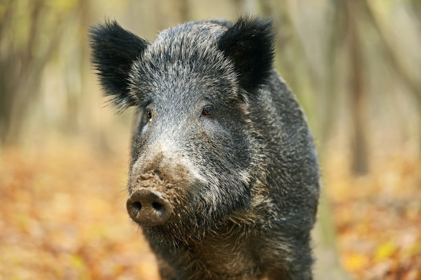 2020年野生动物还能够人工养殖吗，这类养殖户的出路在哪里？