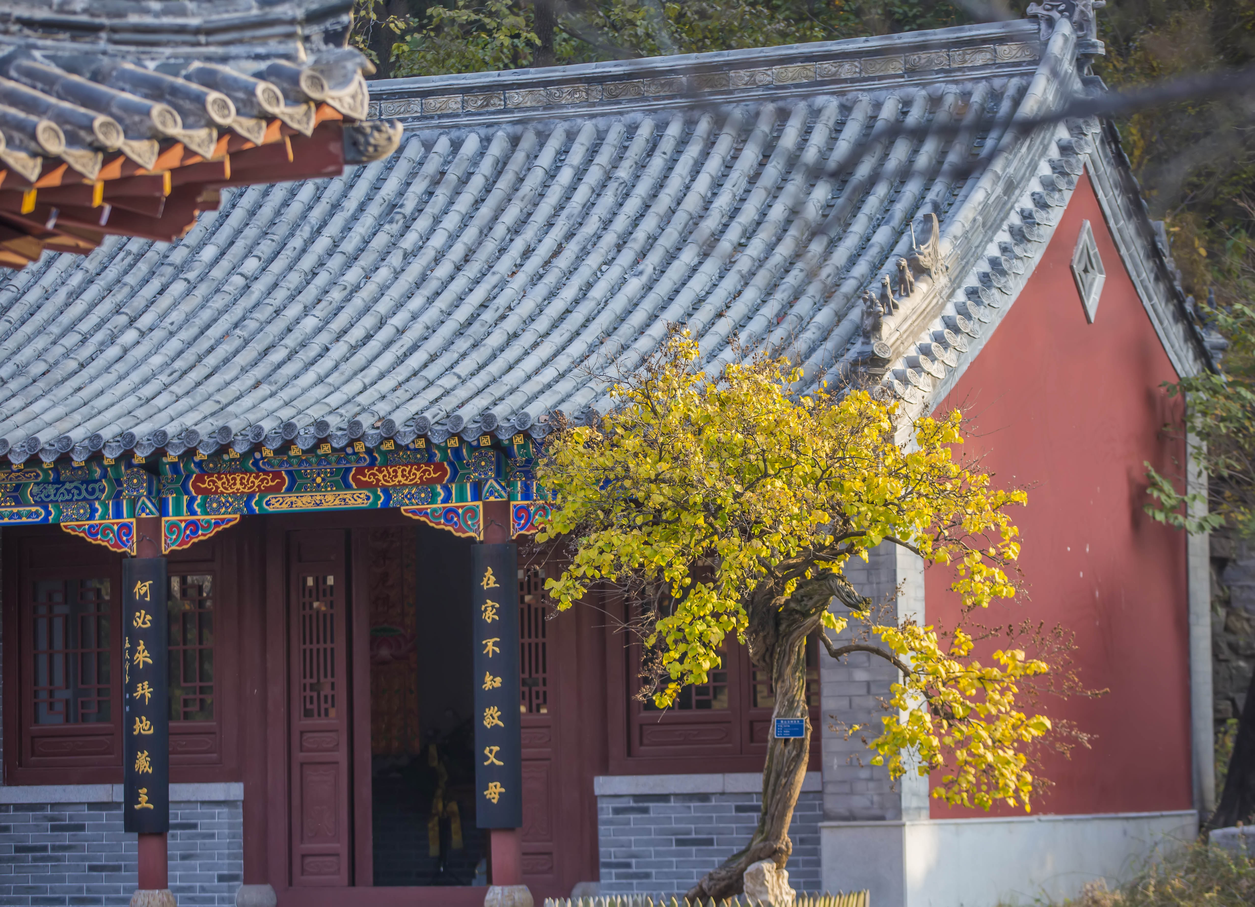 海内四大名刹之首千年古寺灵岩寺，金秋那抹金黄更显神秘与庄严