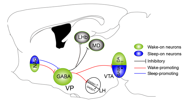 复旦大学医学神经生物学国家重点实验室2020年科研成果汇编