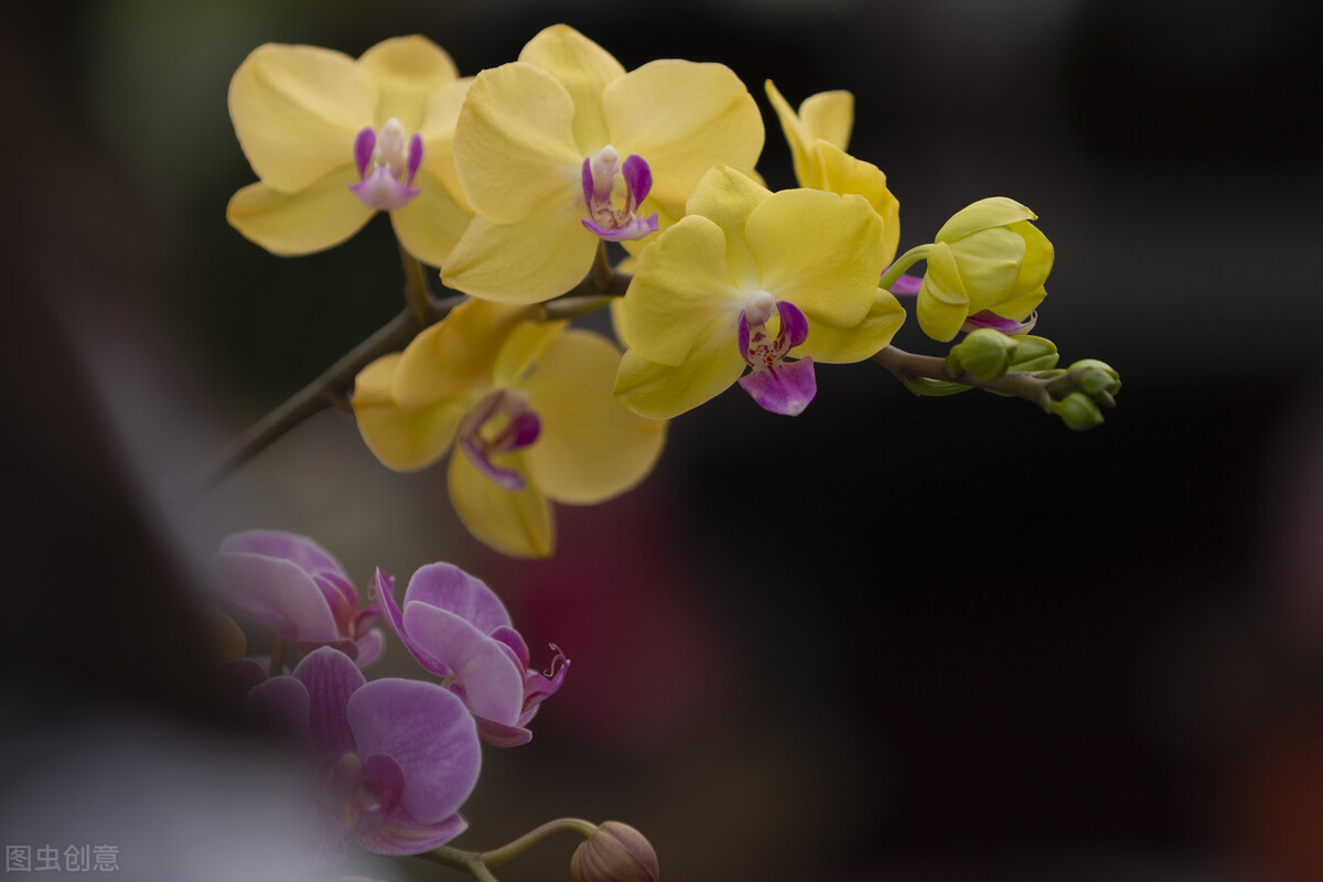 教师节别给老师送花束了，聪明人送5种盆栽，让老师“记忆深刻”