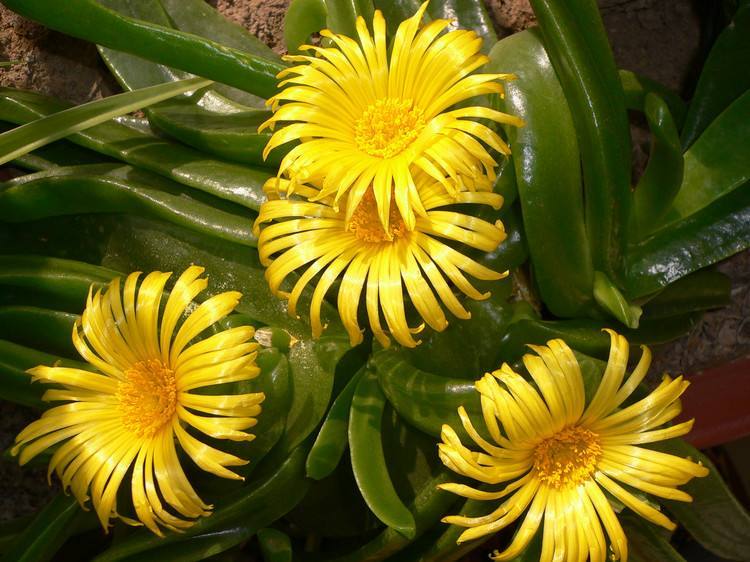 佛手花的养护方法