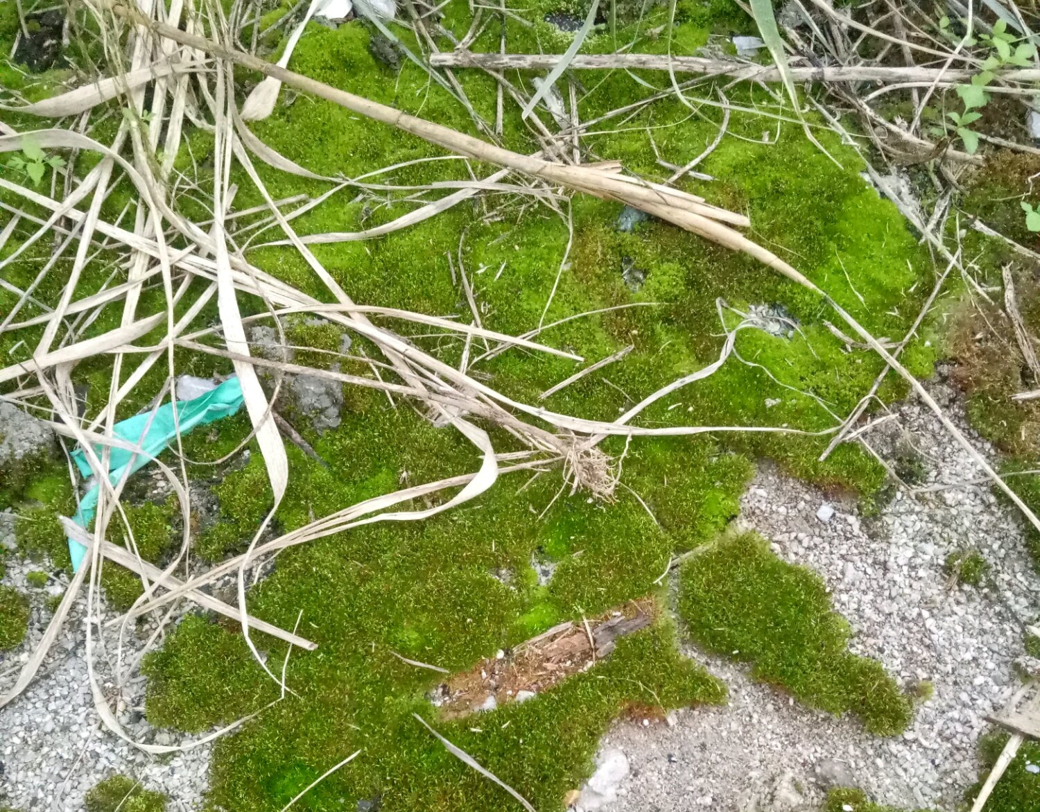 水苔和苔藓栽培蝴蝶兰有区别,自己野外采的苔藓可不可以养蝴蝶兰