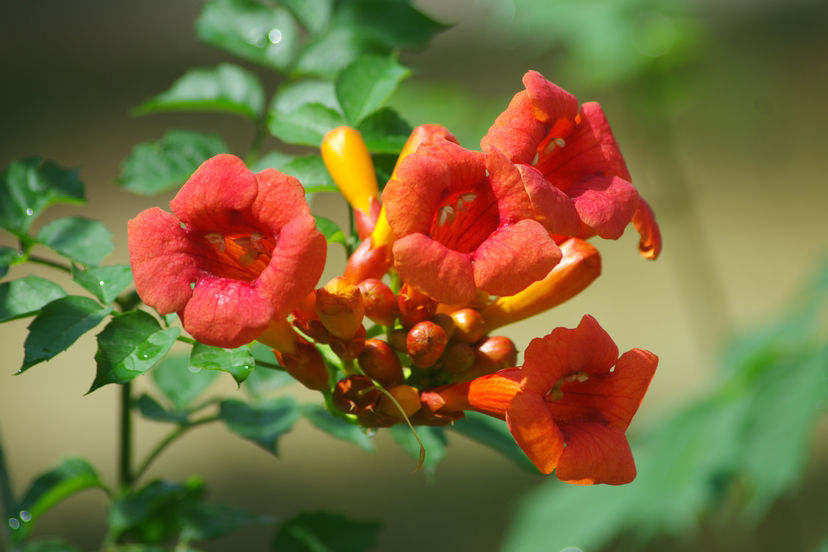 植物大全图片（带你了解这80种常见植物）