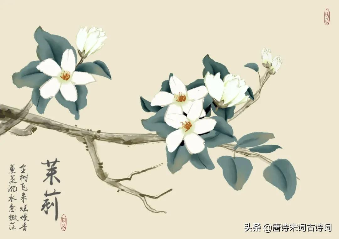 亲亲茉莉花