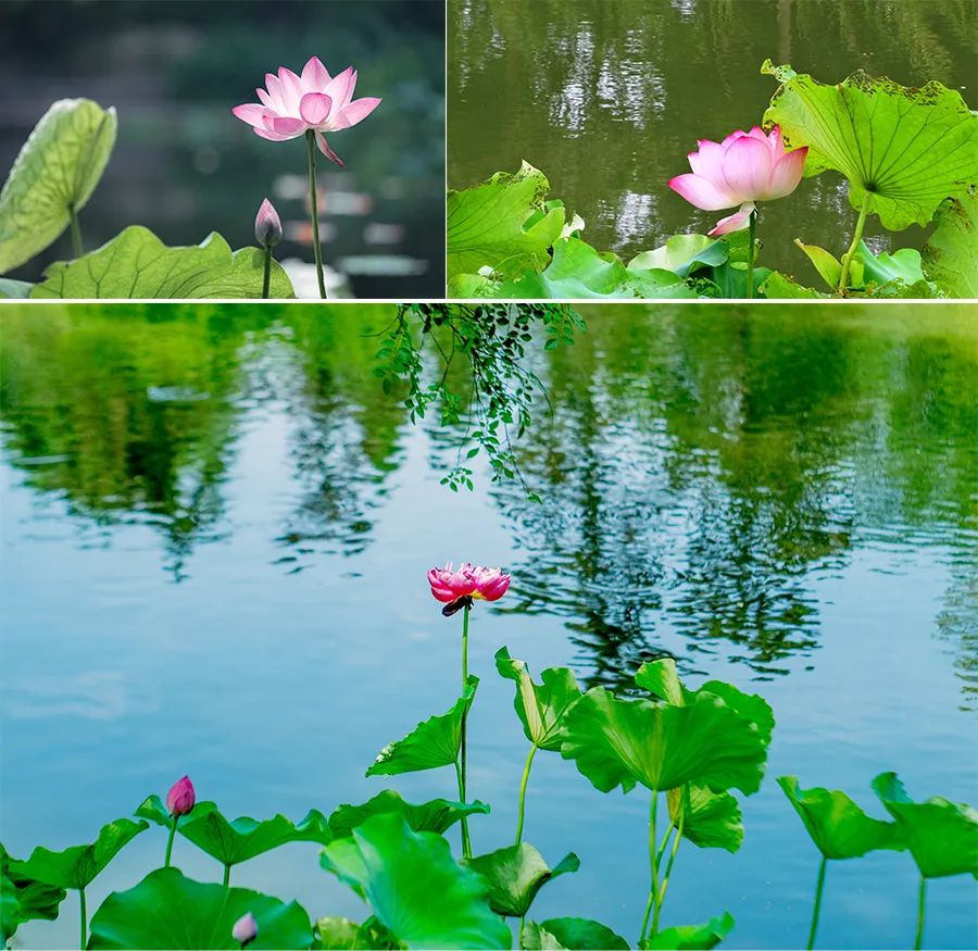 儿童画教程|油画棒绘画课程《热闹的夏日池塘》