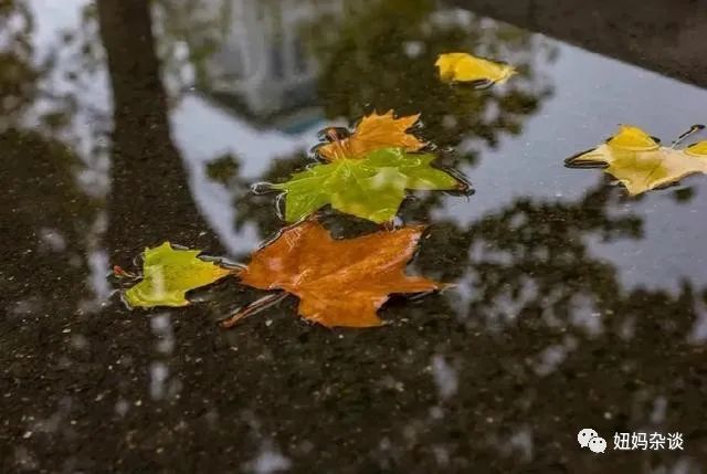 秋日听雨，在最美的意境里，邂逅一场淋漓的秋雨