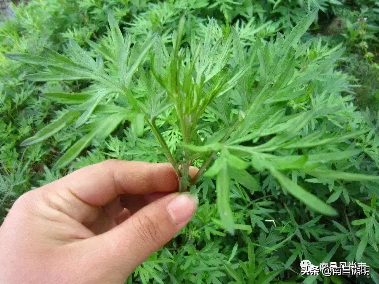 春雨如酥，巷陌飘香，艾米果暖了小资的晨光，慢品时光的诗意与温柔。