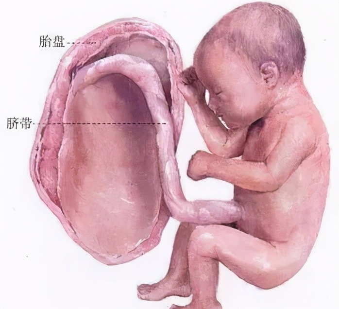 女子同房到怀孕图解