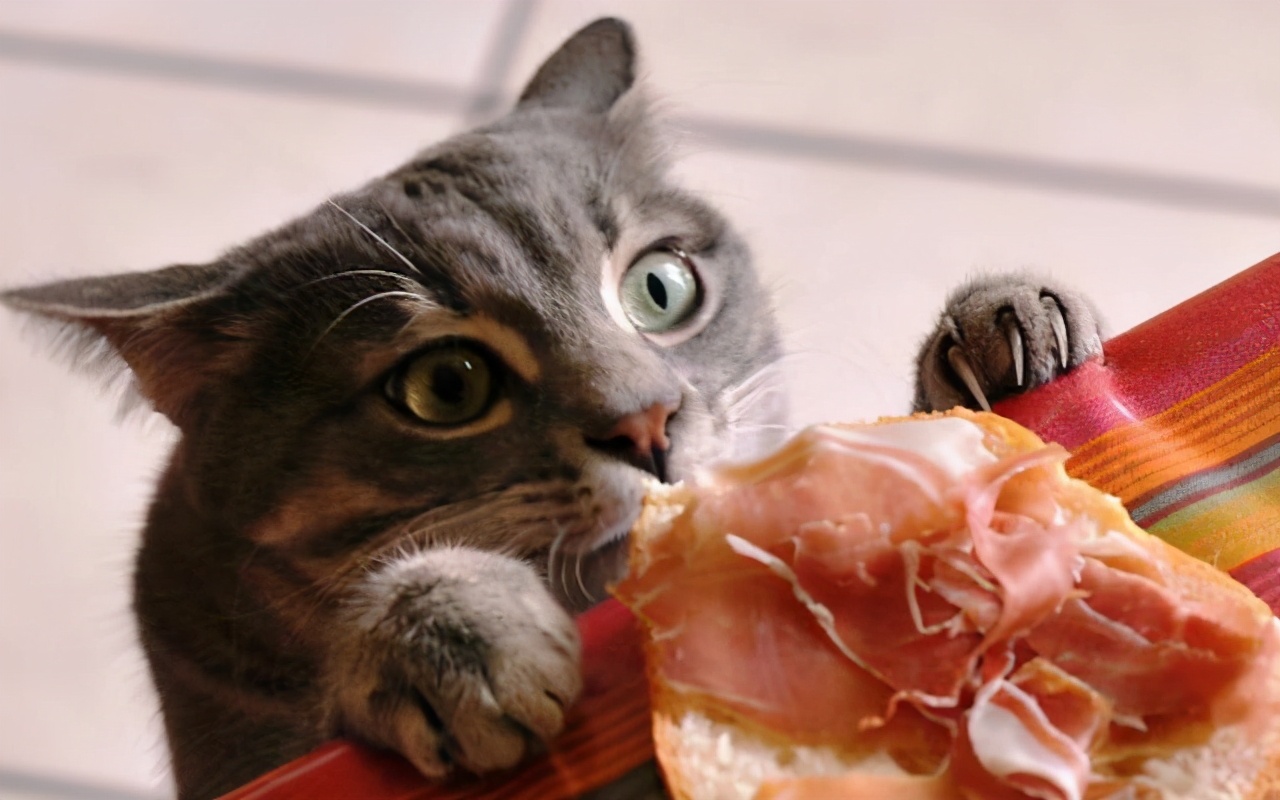 在吃东西方面,公猫和母猫也有着明显的差异!