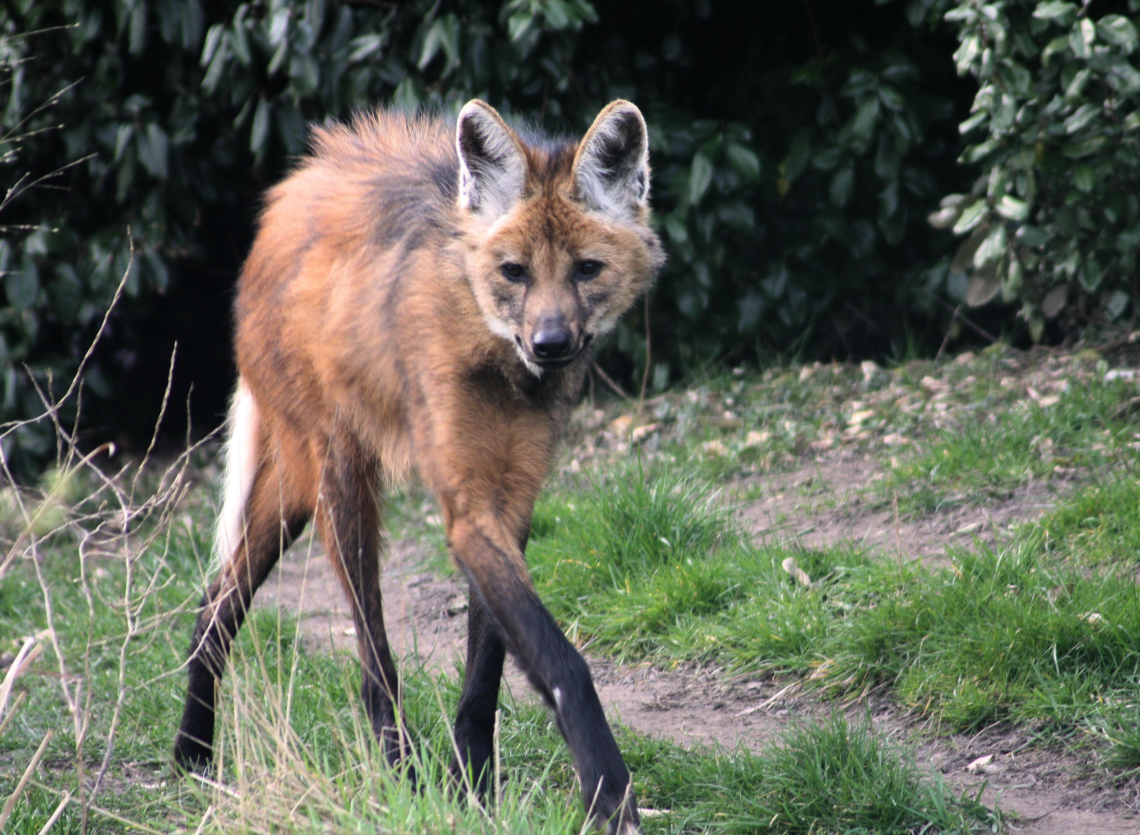 生活在巴西的鬃狼，活生生就是穿着黑丝的“长腿狗子”