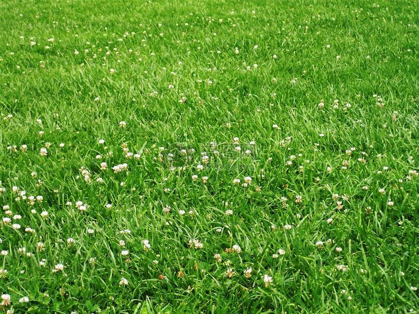 青青的草地像什么(绿色的草地)