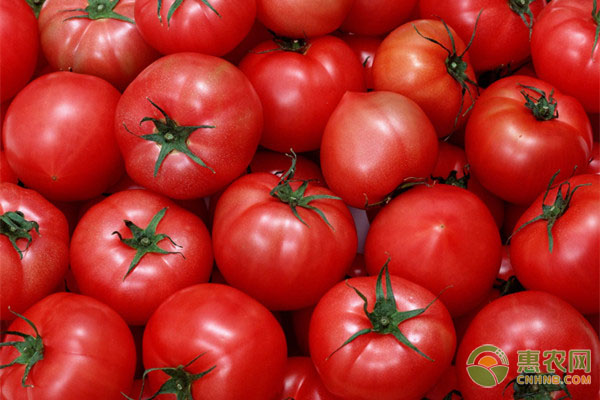 当前西红柿多少钱一斤？2020年西红柿价格预测