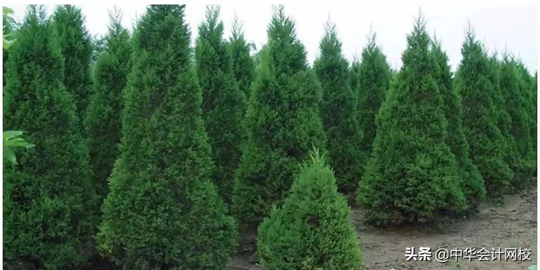 德勤审计现场简直太太太太太太太秀了！