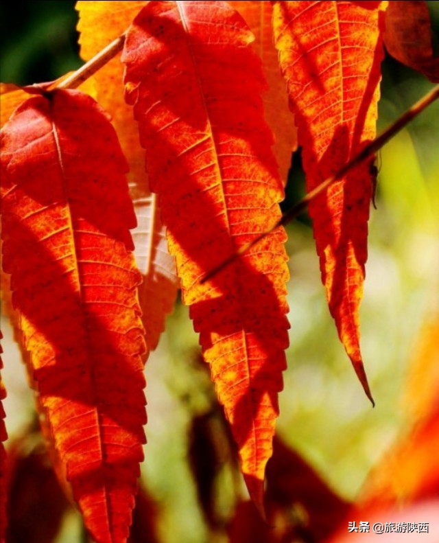 这些让秋天变得五彩斑斓的叶子，原来是这么一回事