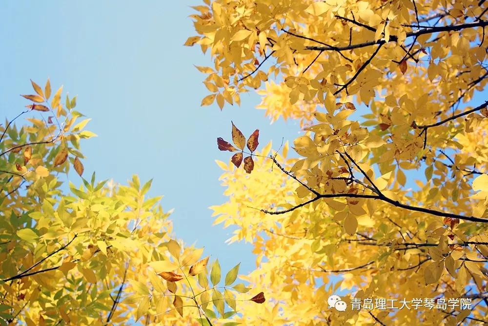 青岛理工大学琴岛学院：我把你画成画，与你平分琴院的秋色