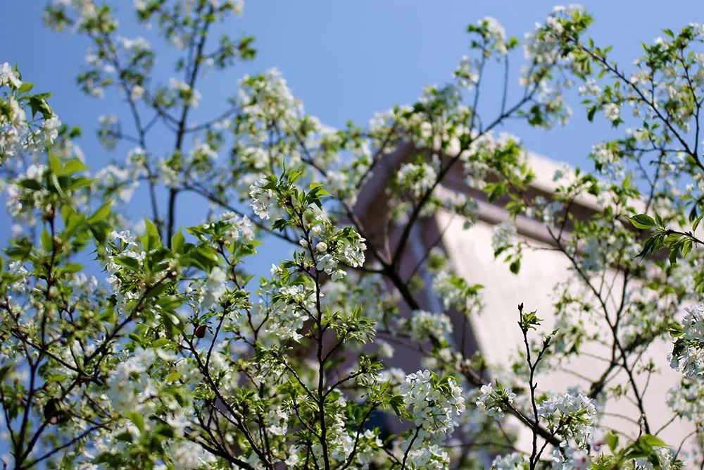 市外招收学生120人！绵阳外国语学校2020年高中招生公告出炉