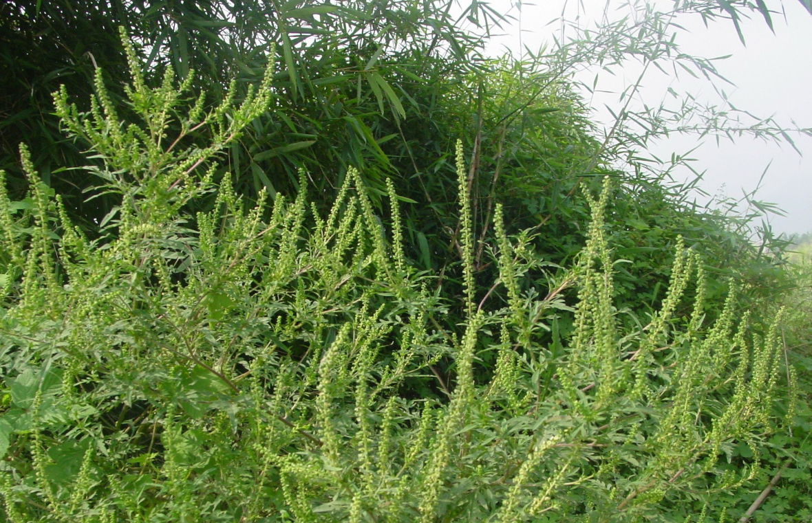 豚草是什么植物(中国外来入侵物种名单之一)