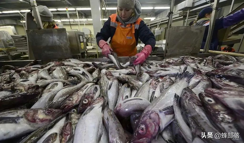核污染有多恐怖？排放入海后海鲜销路难，日本政府拟花钱购买