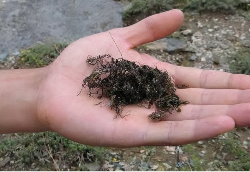 发菜:并不是植物,也不濒危,为何却被列入国家一级保护植物?