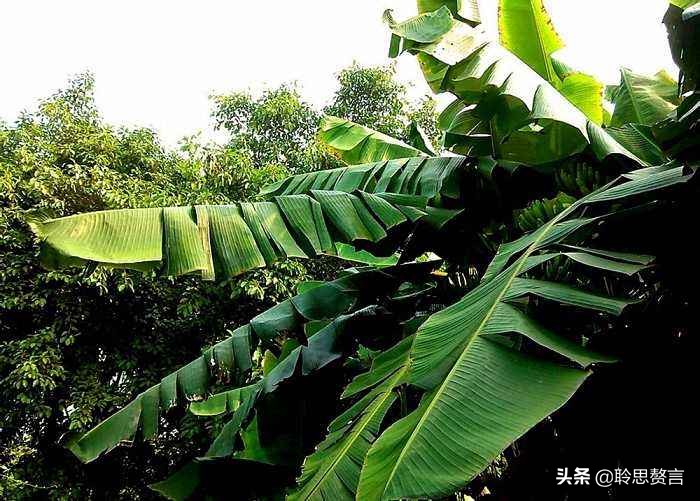 夏日诗词精选三十七首 人皆苦炎热，我爱夏日长