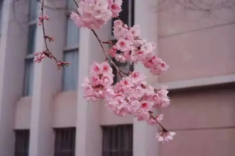 国家级一流！厉害了我的云南农大