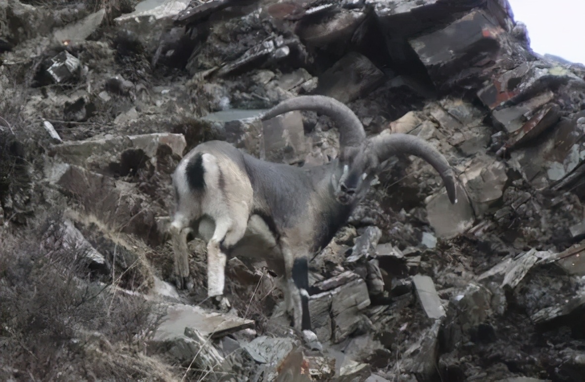 羊家族图片集,值得收藏