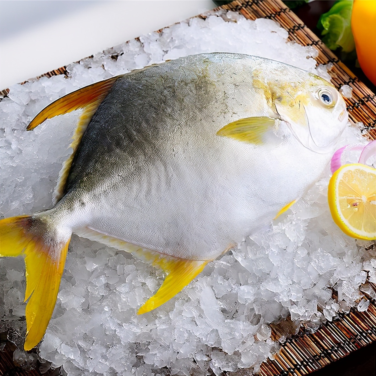 长到了成鱼阶段,金鲳鱼会集中游向外海深水处,这种