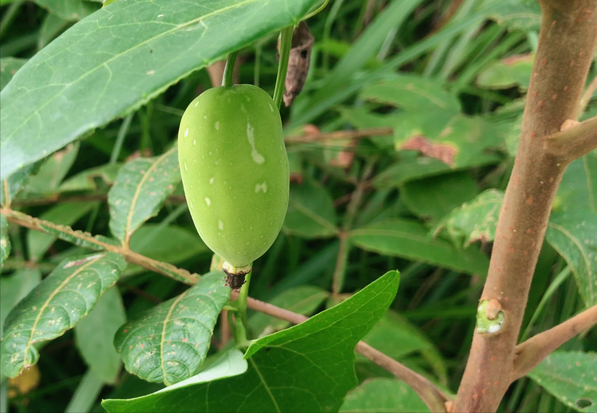 農村一種叫