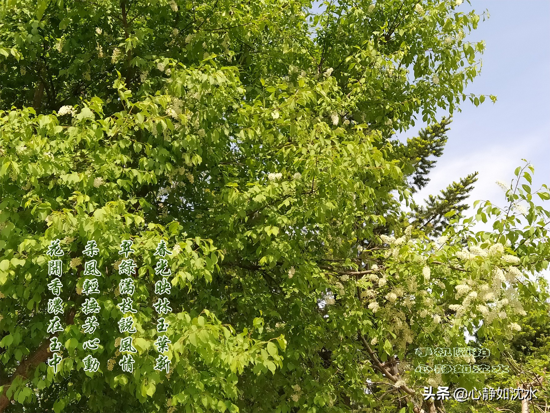 春来花芬芳，玉树临风春草香