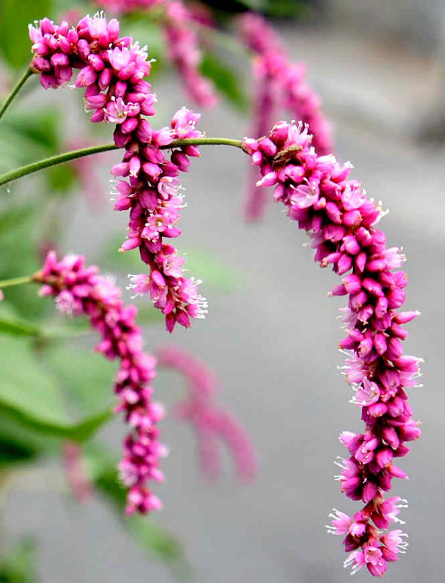 秋天在不知不觉中来到,湖边的蓼花也开了不少.